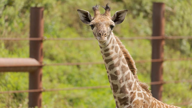 franklin-park-zoo-giraffe.jpg 